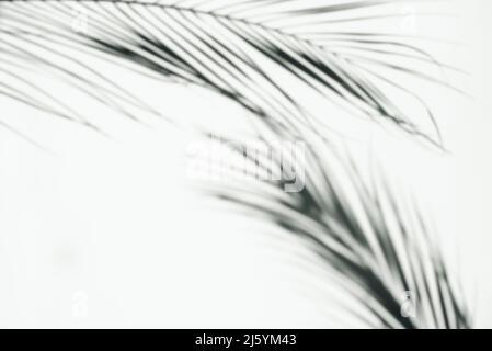 Abstract shadows from the leaves of tropical trees on a white wall. Copy space. Stock Photo