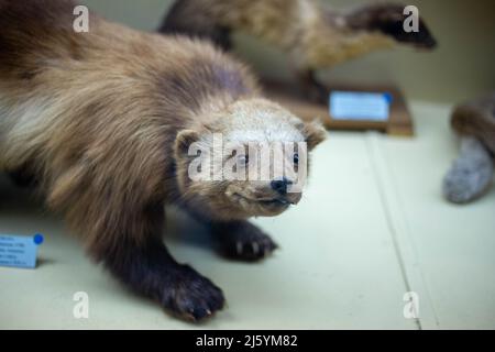 Realistic stuffed wild animal in the museum Stock Photo