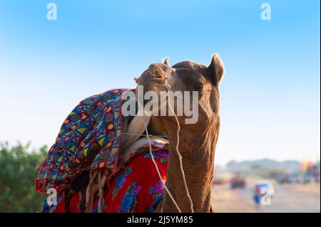 Camel with traditioal dress, is waiting for tourists for camel ride at Thar desert, Rajasthan, India. Camels, Camelus dromedarius, are desert animals Stock Photo