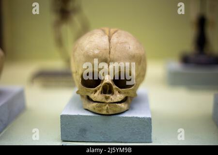 Skull of an ancient monkey in a nature museum Stock Photo