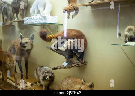 Realistic stuffed wild animal in the museum Stock Photo