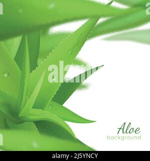 Fresh green aloe vera leaves on white background with text realistic vector illustration Stock Vector