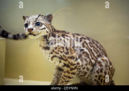 Realistic stuffed wild animal in the museum Stock Photo