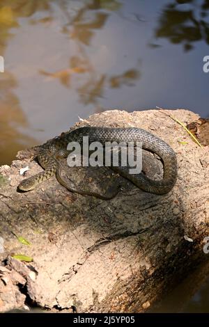 closeup the black brown snake sitting on the dry wood on the water and enjoy the nature soft focus natural brown background. Stock Photo