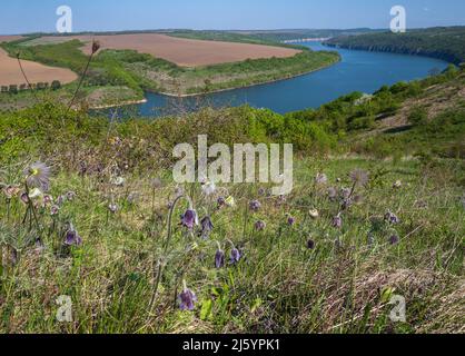 Amazing spring view on the Dnister River Canyon with Pulsatilla patens or Prairie Crocus or Pasque flower flowers. This place named Shyshkovi Gorby, Stock Photo