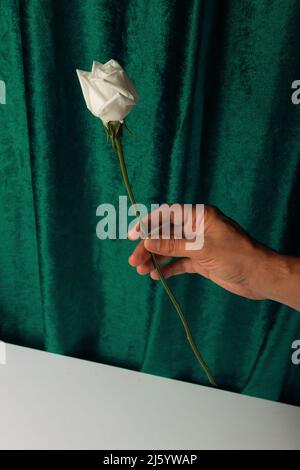 A man's hand holds a white rose against the background of a green curtain and a white table. Stock Photo