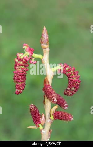 Black Poplar - Populus nigra male catkins