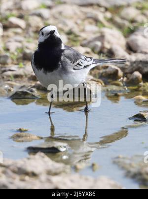 Pied Wagtail stood in shallow water looking intense Stock Photo
