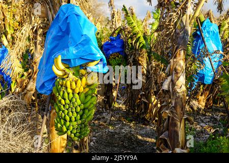 A bunch of green bananas covered with a blue polyethylene film ripens on a palm tree in a plantation in Cyprus Stock Photo