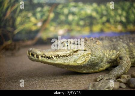 Realistic stuffed wild animal in the museum Stock Photo