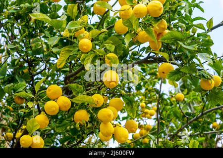 many ripe fresh yellow lemon fruits hanging on a lemon tree, blue sky background Stock Photo