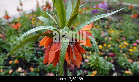 Orange Fritillaria imperialis flower covered with raindrops against a background of blurred spring flowers. Stock Photo