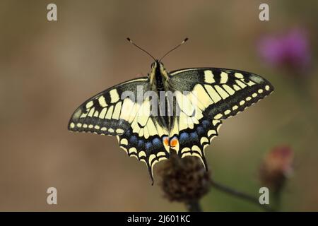 Old World Swallowtail Papilio machaon foraging on thistle Stock Photo