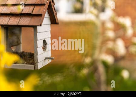 Bird feeder in shape of a little house with glass on sides to see birds eating from it. Birdhouse made out of wood in white and brown, bird house for Stock Photo