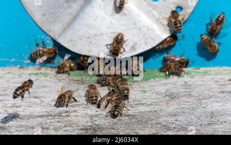 Bees fly out and return to the hive in the summer. Flight of bees near the hive in the garden. Stock Photo
