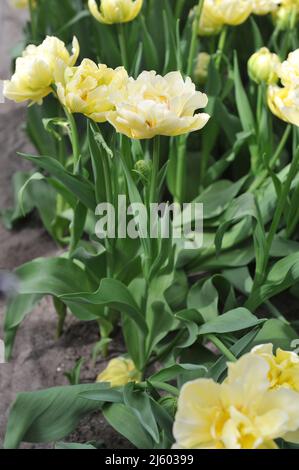 Yellow peony-flowered Double Early tulips (Tulipa) Ippon bloom in a garden in March Stock Photo