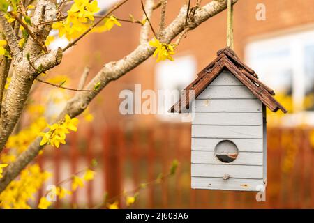 Bird feeder hanging on a decorational shrub with yellow flowers, birdbox in shape of a little house seen from the front. Birdhouse made out of wood in Stock Photo