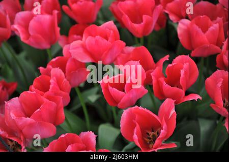 Pink Darwin Hybrid tulips (Tulipa) Lady van Eijk bloom in a garden in March Stock Photo