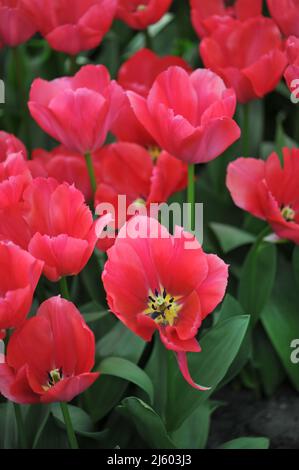 Pink Darwin Hybrid tulips (Tulipa) Lady van Eijk bloom in a garden in March Stock Photo