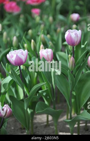 Pink with white edges Triumph tulips (Tulipa) Librije bloom in a garden in March Stock Photo