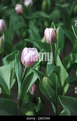 Pink with white edges Triumph tulips (Tulipa) Librije bloom in a garden in March Stock Photo