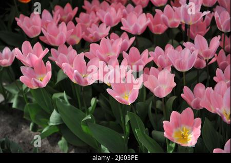 Pink Darwin Hybrid tulips (Tulipa) Light and Dreamy bloom in a garden in March Stock Photo