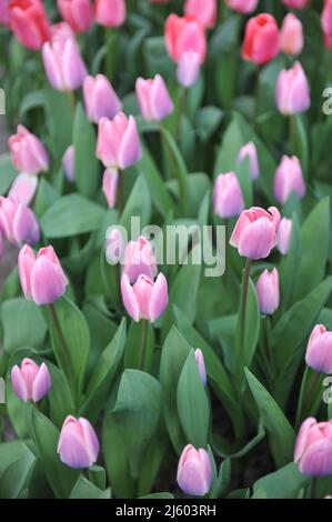 Pink Darwin Hybrid tulips (Tulipa) Light and Dreamy bloom in a garden in March Stock Photo