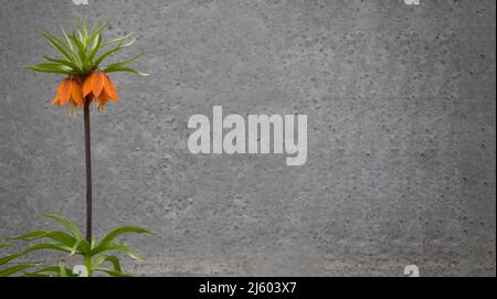 Fritillaria imperialis on a gray background of blurred concrete wall. Spring flowers growing in the garden. Stock Photo