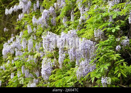 Wisteria flowers as a background Stock Photo