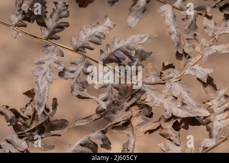 Dried Bracken Fern,Pteridium aquilinum, in Michigan, USA Stock Photo