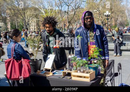 ÒPotrepreneursÓ flock to Washington Square Park in New York on Wednesday, April 20, 2022 to sell their marijuana related wares and to celebrate Ò4/20Ó, the unofficial cannabis holiday. New York legalized marijuana in 2021. (© Richard B. Levine) Stock Photo