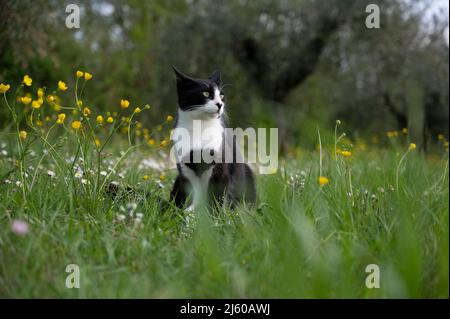 nice black and white cat playing in the lawn Stock Photo