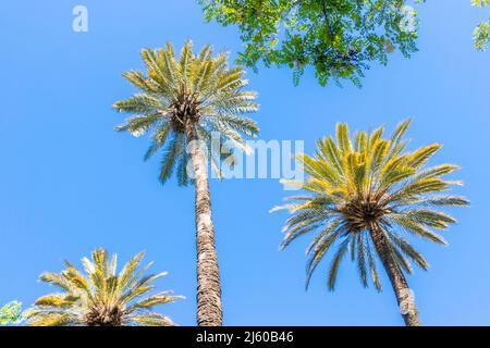 looking up at palm trees against blue sky in Seville Sevilla spain Stock Photo
