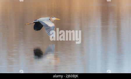 One Great Blue Heron bird flying over water with its reflection Stock Photo