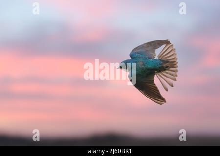 Closeup of Tree Swallow in flight against pink sky background Stock Photo