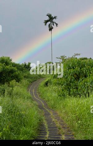Campuhan Ridge Walking Path with single palm tree and lush foliage with bright rainbow in gray colored sky Stock Photo