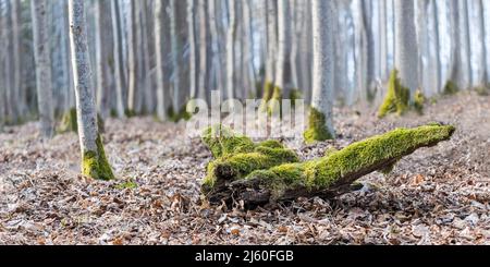 Old wood piece covered by green moss in dry brown leaves of winter rural forest. Close-up of rotting mossy wooden branch in blurred natural background. Stock Photo