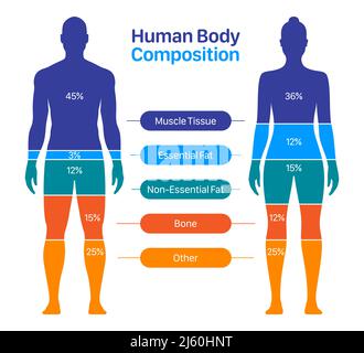 Comparison of healthy male and female body composition. Human body composition chart vector illustration. Stock Vector