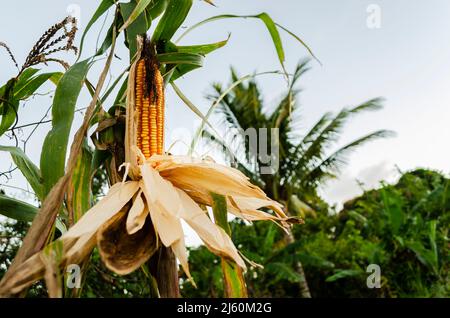 A dry corn that is attached to its tree is partially stripped of it husk showing rows of its hard grains and dried silk hanging from the top. Stock Photo