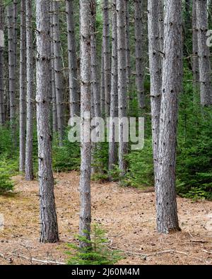 A pine plantation in the Speculator Tree Farm in the Adirondack Mountains, NY in early spring Stock Photo