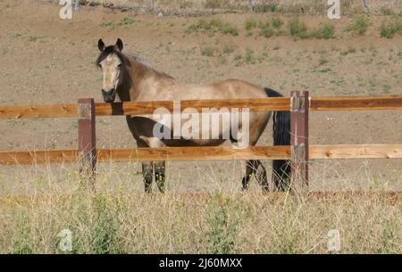 Agua Dulce, California, USA 17th April 2022 A general view of atmosphere of Horse near Vasquez Rocks Natural Park on April 17, 2022 in Agua Dulce, California, USA. Photo by Barry King/Alamy Stock Photo Stock Photo