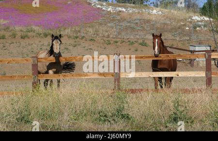 Agua Dulce, California, USA 17th April 2022 A general view of atmosphere of Horses near Vasquez Rocks Natural Park on April 17, 2022 in Agua Dulce, California, USA. Photo by Barry King/Alamy Stock Photo Stock Photo