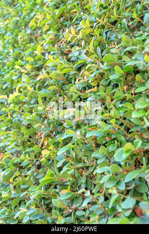 Close-up of a wall with green vines at San Francisco, California Stock Photo
