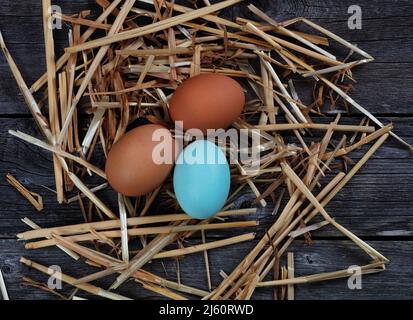 Three chicken eggs lying in straw or hay on rustic barn wood Stock Photo