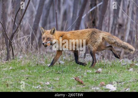 Urban fox with dog treats Stock Photo