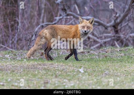 Red fox portrait Stock Photo