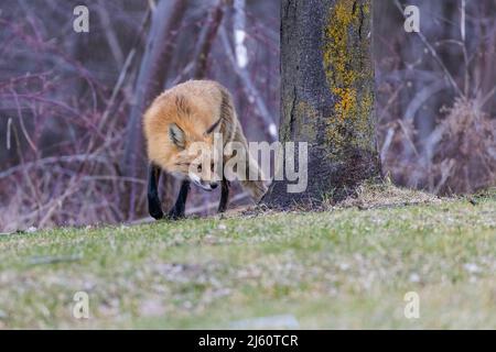 Red fox portrait Stock Photo