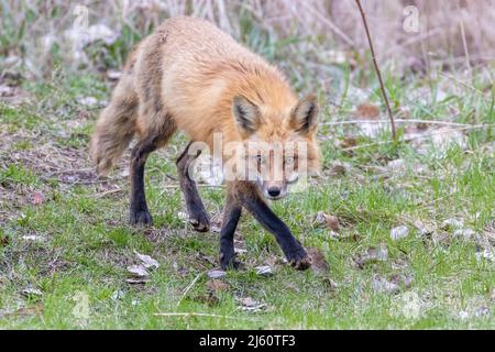 Red fox portrait Stock Photo