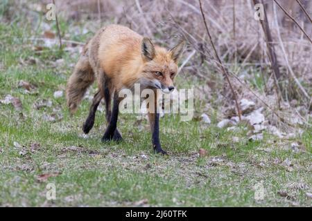 Red fox portrait Stock Photo