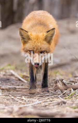 Red fox portrait Stock Photo